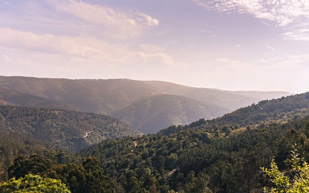 Empresa quer iniciar projecto de turismo e regeneração da floresta na Serra da Lousã em 2026