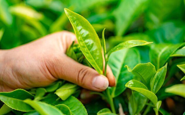 Projecto europeu vai recuperar terrenos contaminados no Alentejo através de plantas