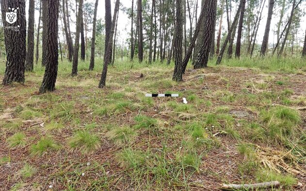 Monumento funerário com cerca de 3.000 anos descoberto em Carregal do Sal