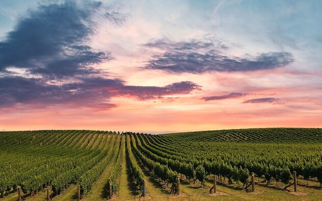 Agronegócio e silvicultura nova área de actividade da Cushman & Wakefield